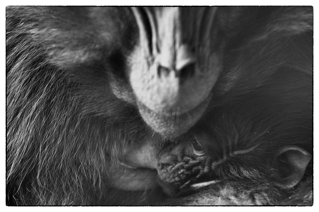 ZooDSC 8121