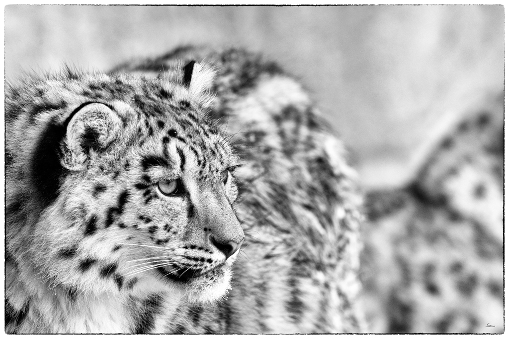 ZooDSC 8134