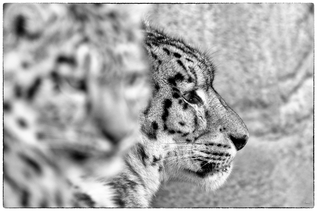 ZooDSC 8137