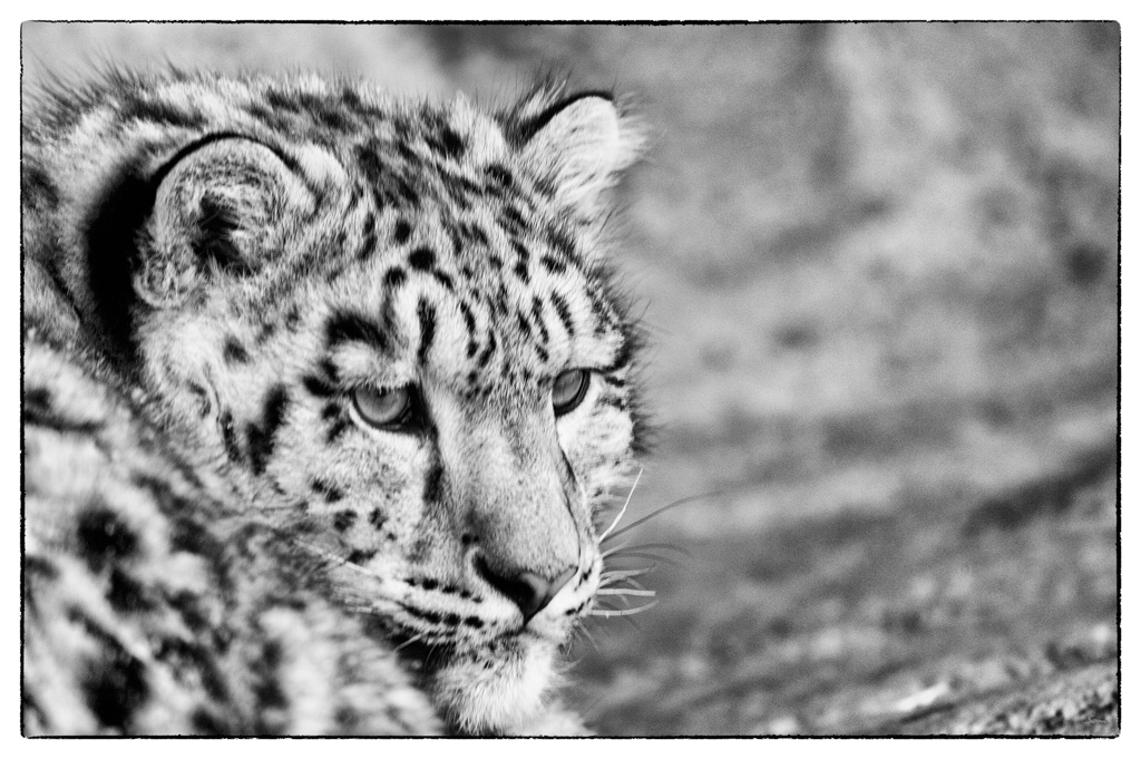 ZooDSC 8146