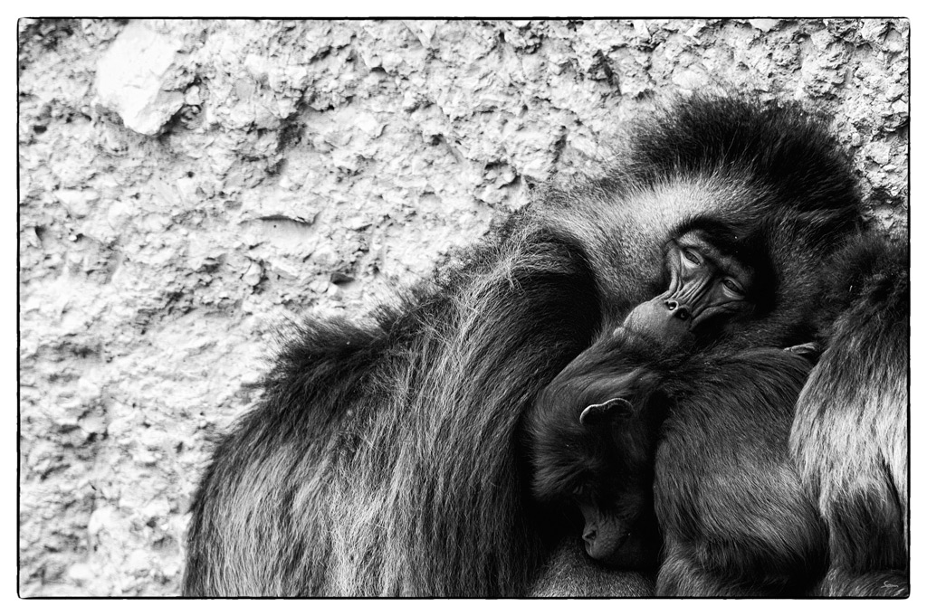 ZooDSC 8358