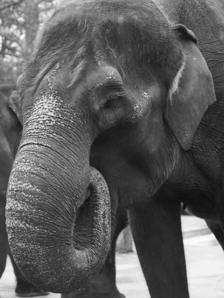 Zoologisch-Botanischer Garten "Wilhelma", Stuttgart, 1. Januar 2010. Nikon D700, Nikkor 1:2/85 mm AIS, ISO 800, Blende 5.6, 1/100 sec. NEF-Datei bearb