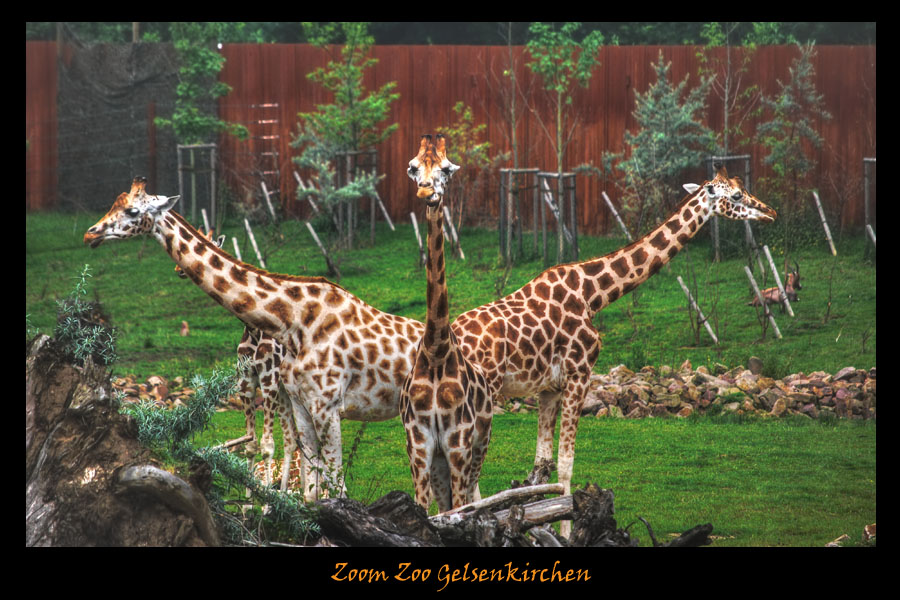 Zoom Zoo