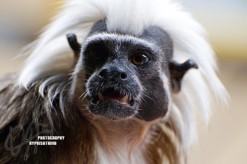 Zoon   Bad Hair Day