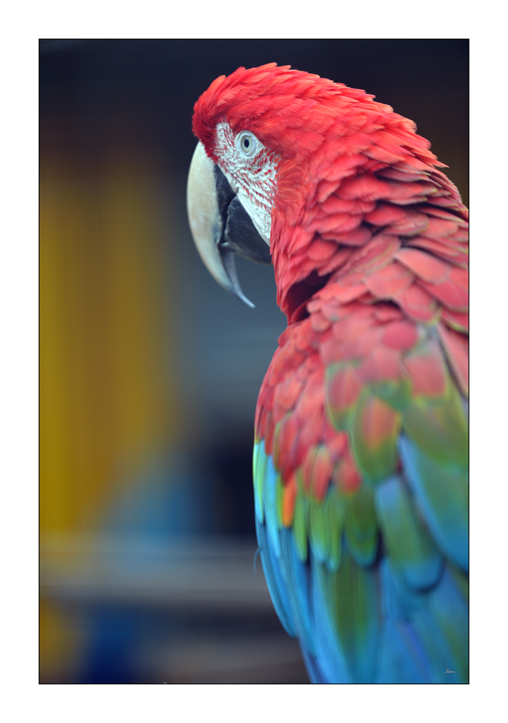 ZooPZ1 2746