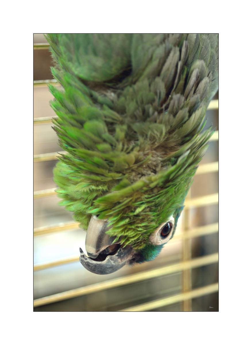 ZooPZ1 3735