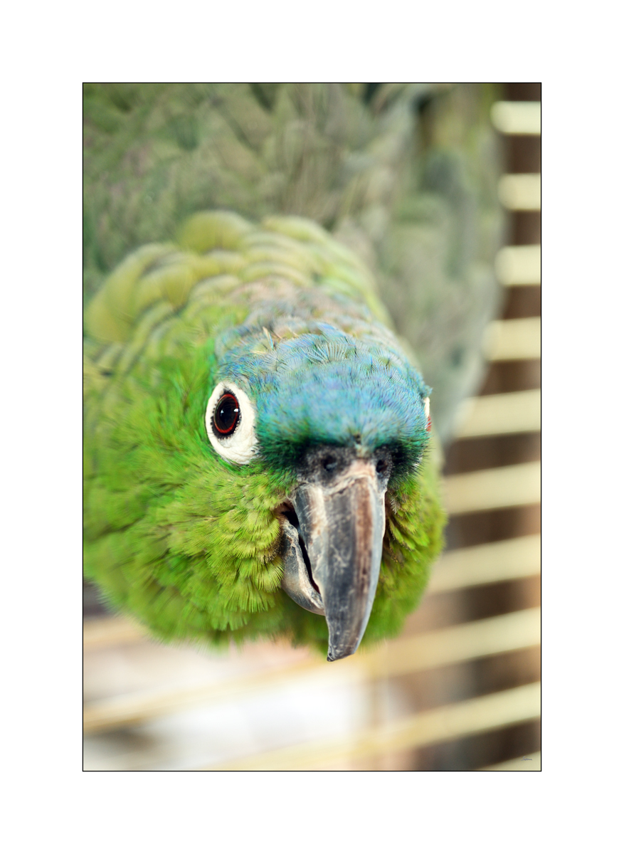 ZooPZ1 3736