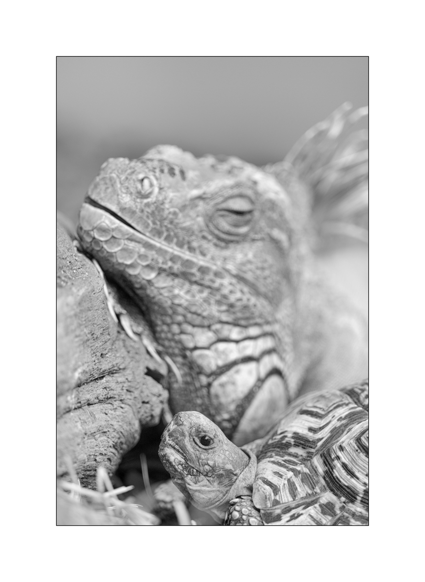 ZooPZ1 3804