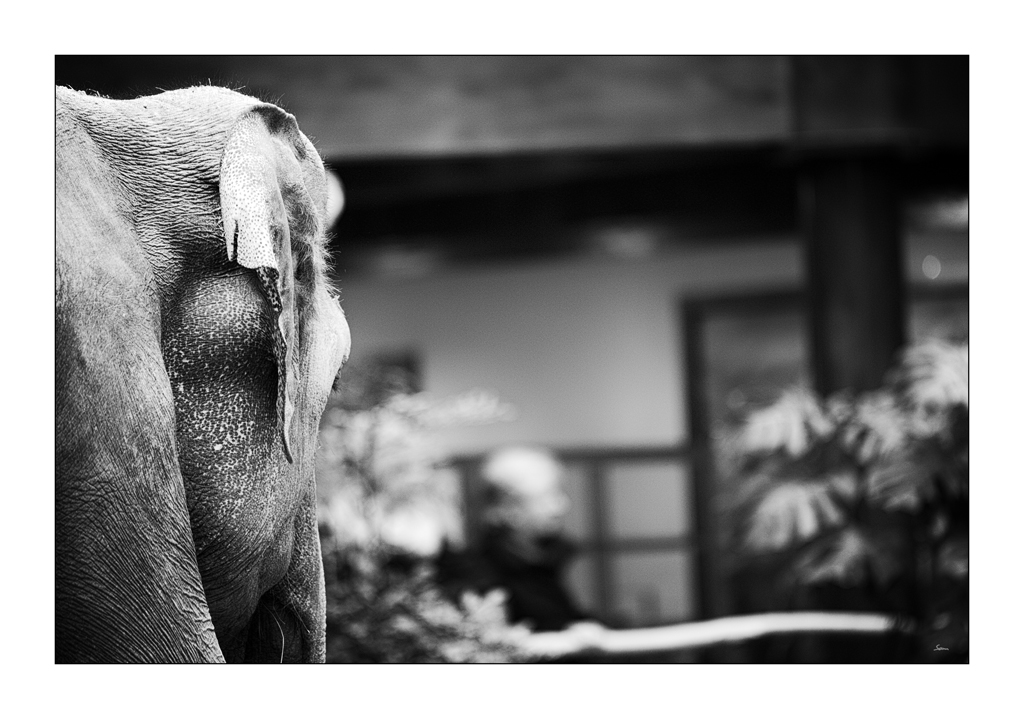 ZooPZ1 5534