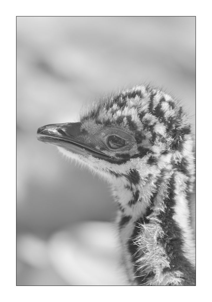 ZooPZ1 5736