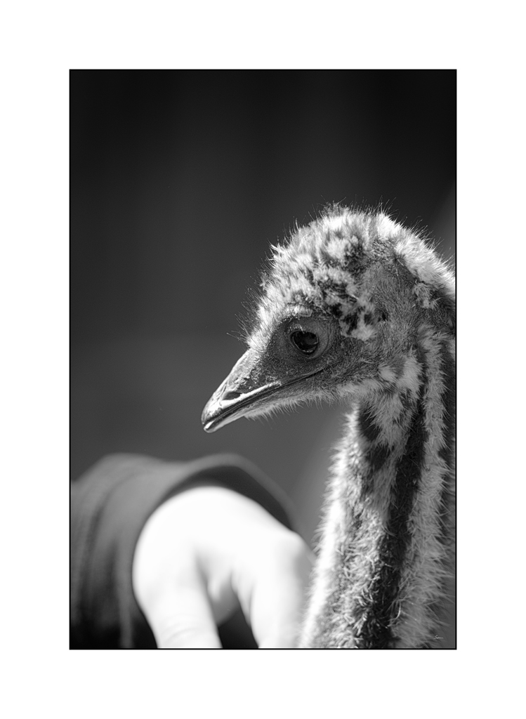 ZooPZ1 6673