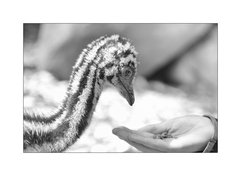 ZooPZ1 6688