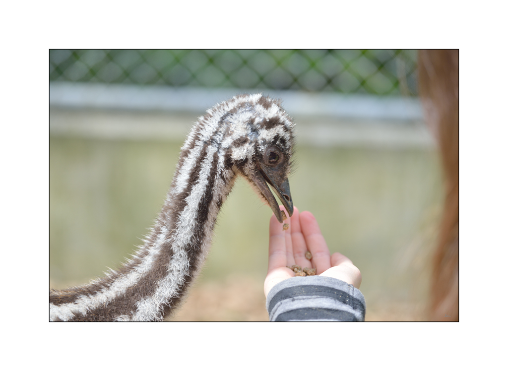 ZooPZ1 6723
