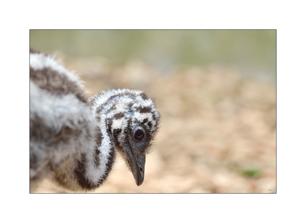 ZooPZ1 6736