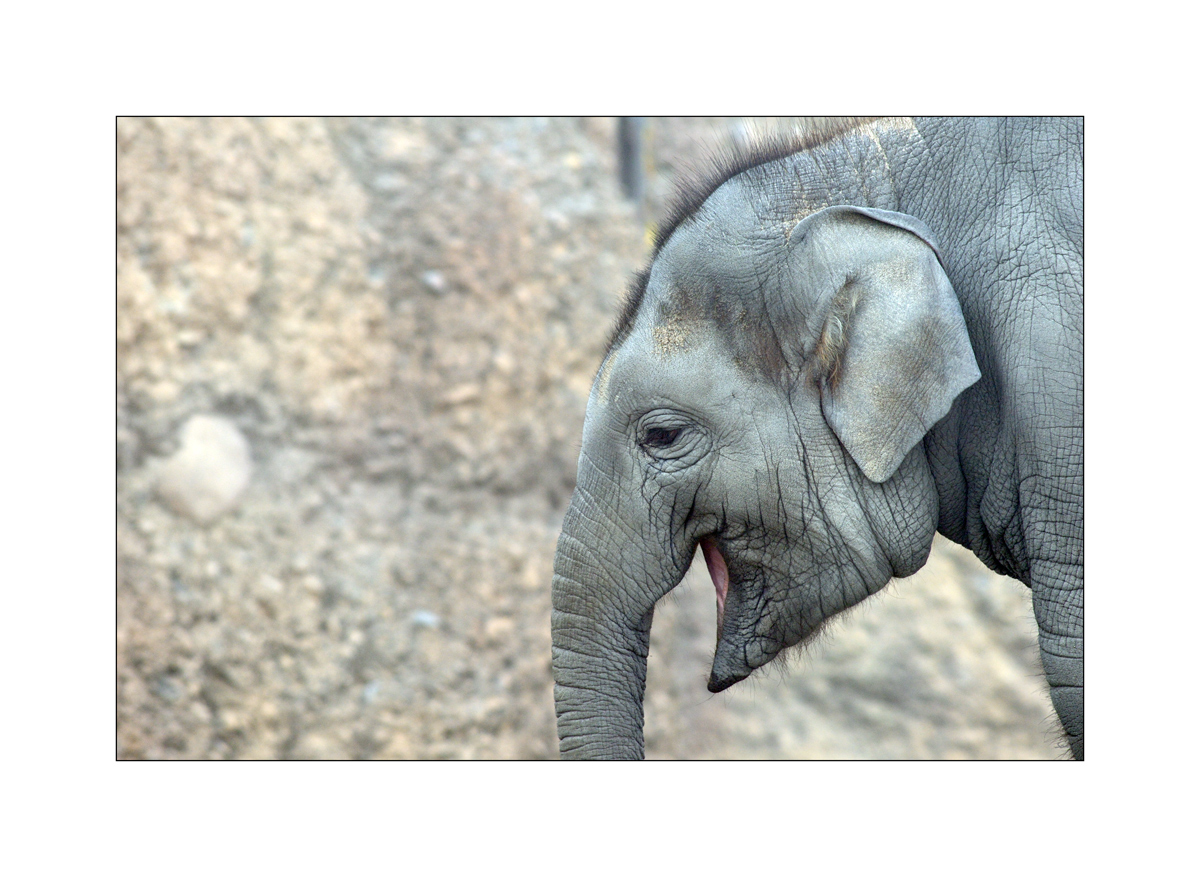 ZooPZ1 8862