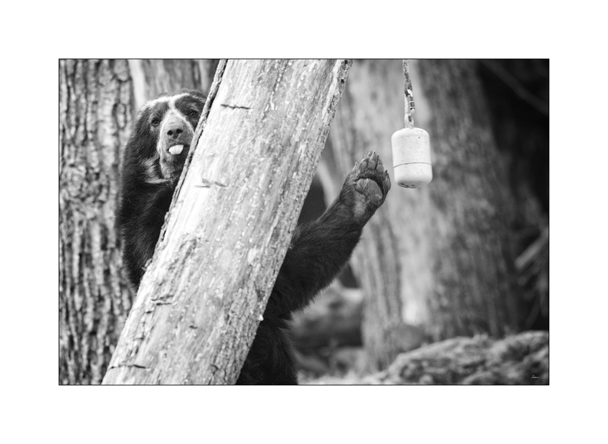 ZooPZ1 9031