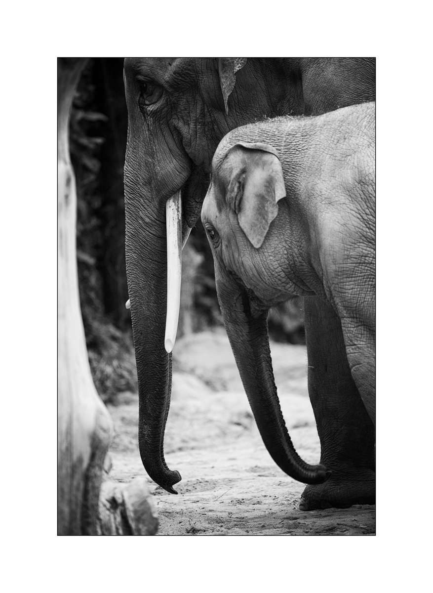 ZooPZ1 9488