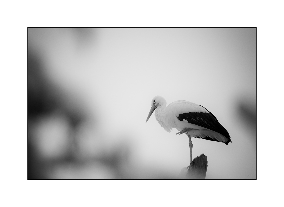 ZooPZ1 9504
