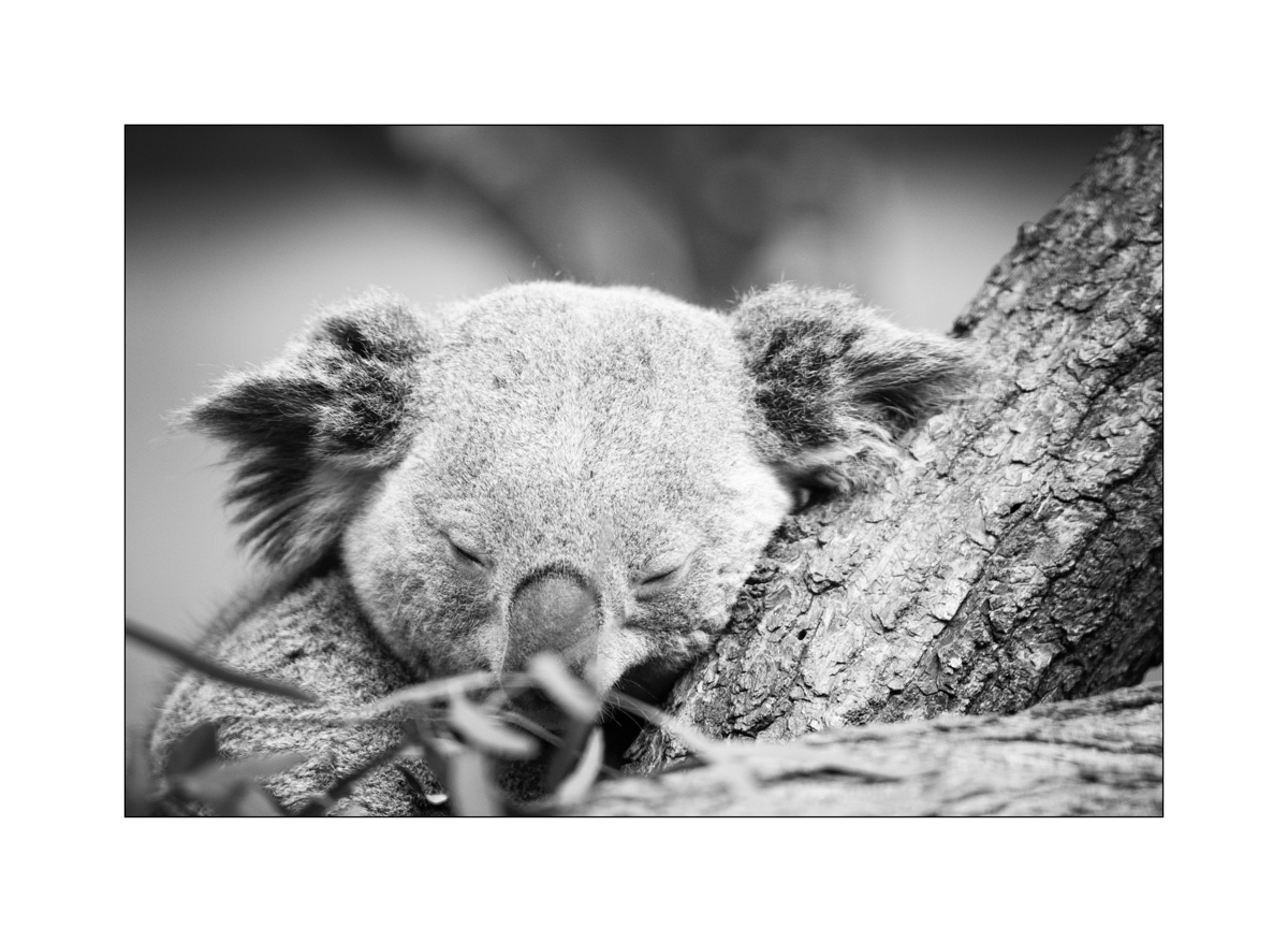ZooPZ1 9515