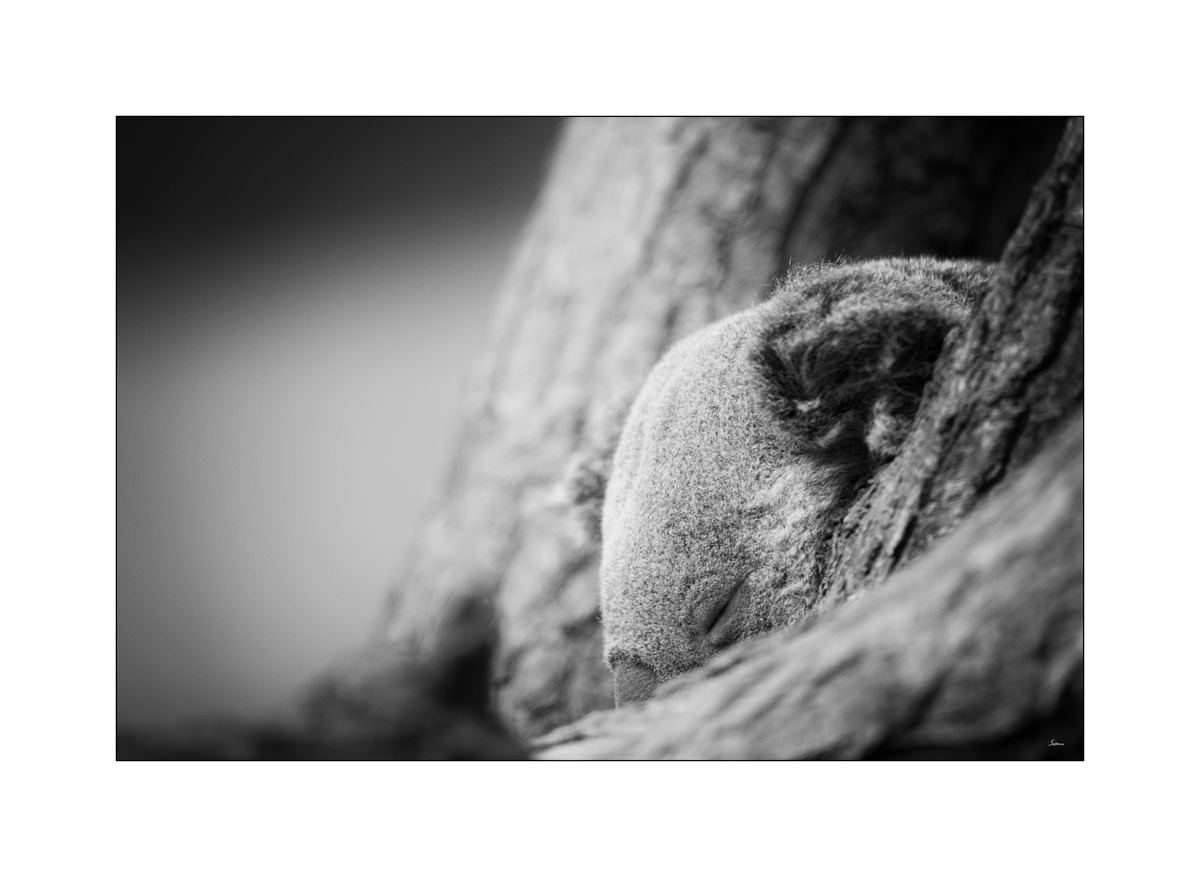 ZooPZ1 9519