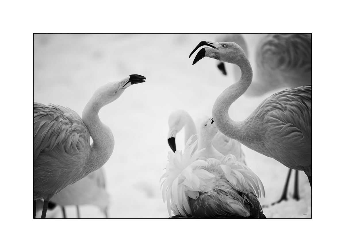 ZooPZ1 9567