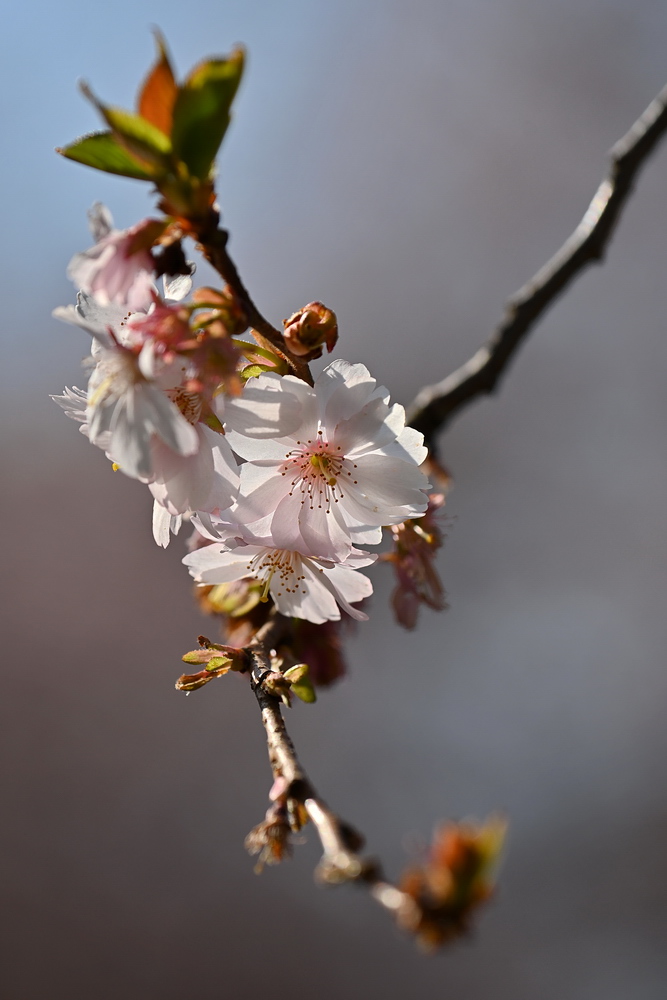 ZSC_1157_1_NFF.JPG