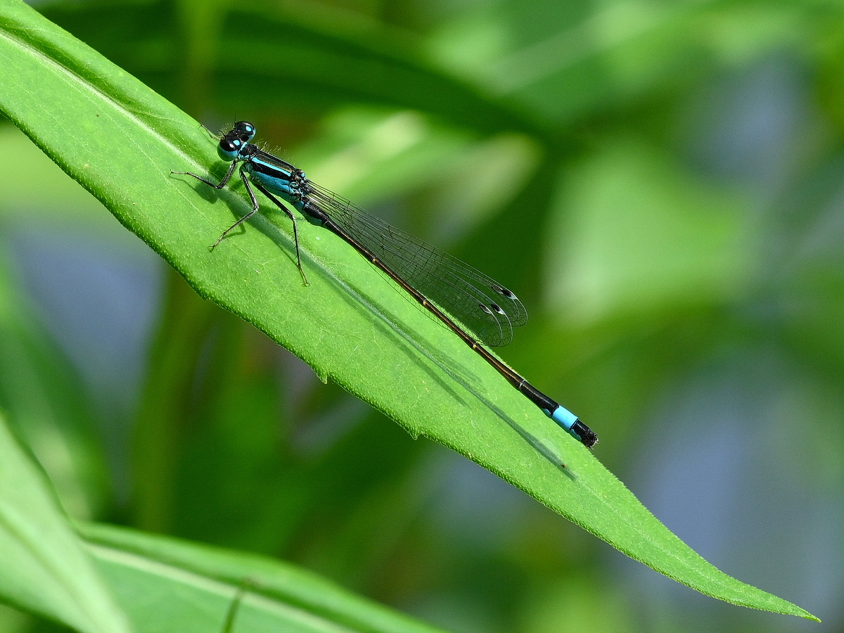 ZSD_6139_nff.JPG