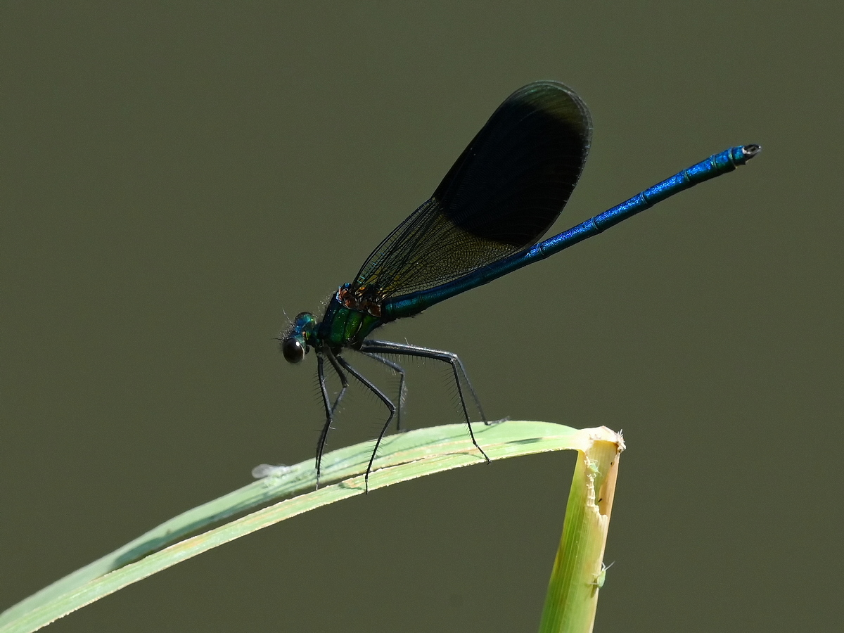 ZSD_6162_nff.JPG