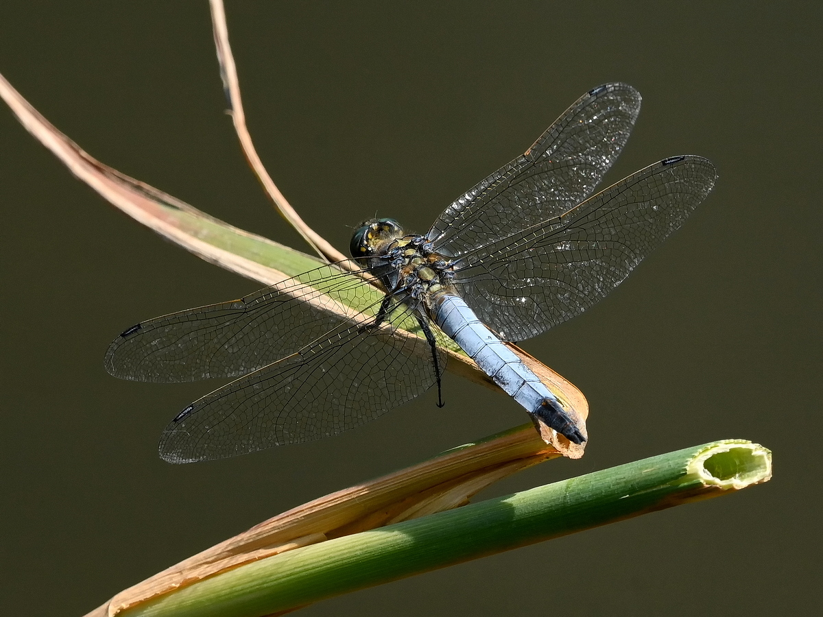 ZSD_6193_nff.JPG