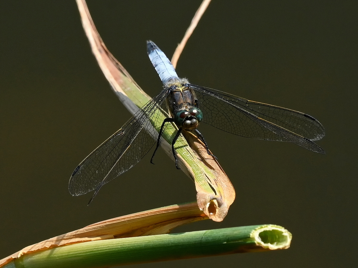 ZSD_6213_1_nff.JPG