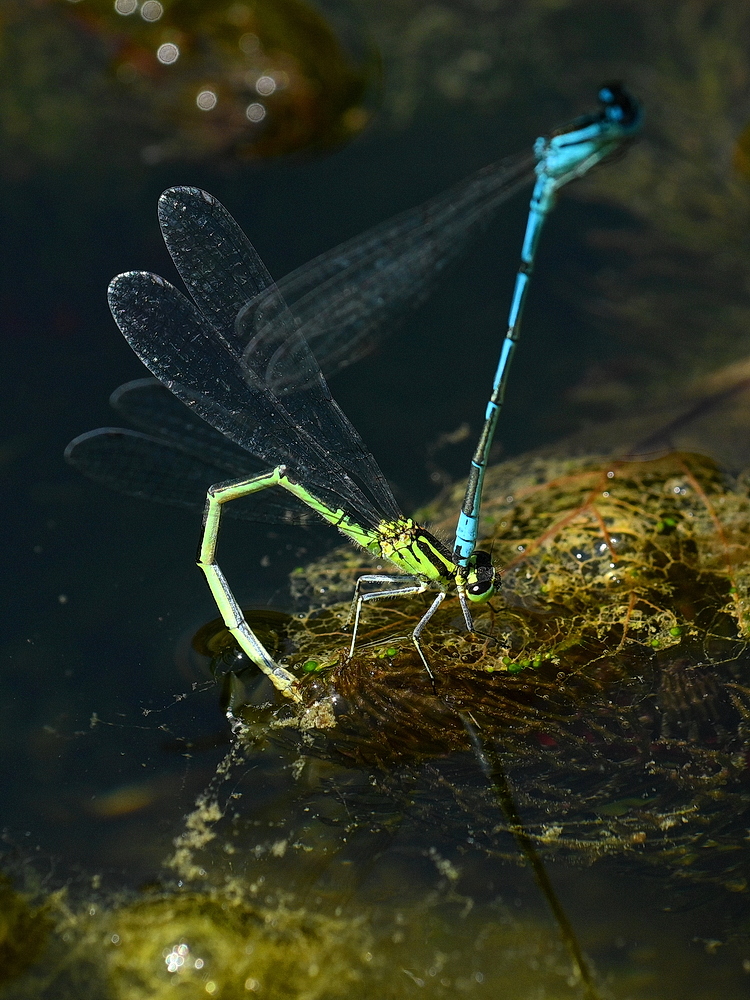 ZSD_6449_nff.JPG