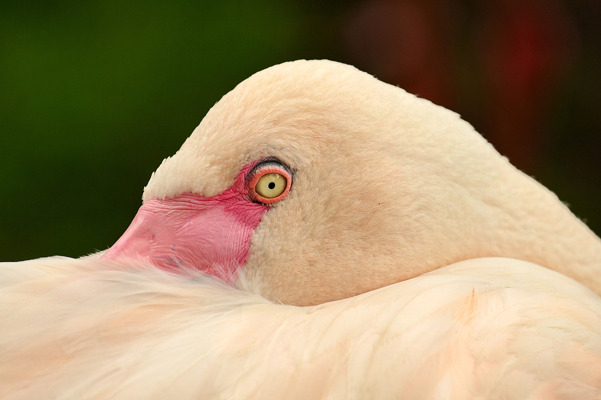 ZSD_8304_nff.JPG