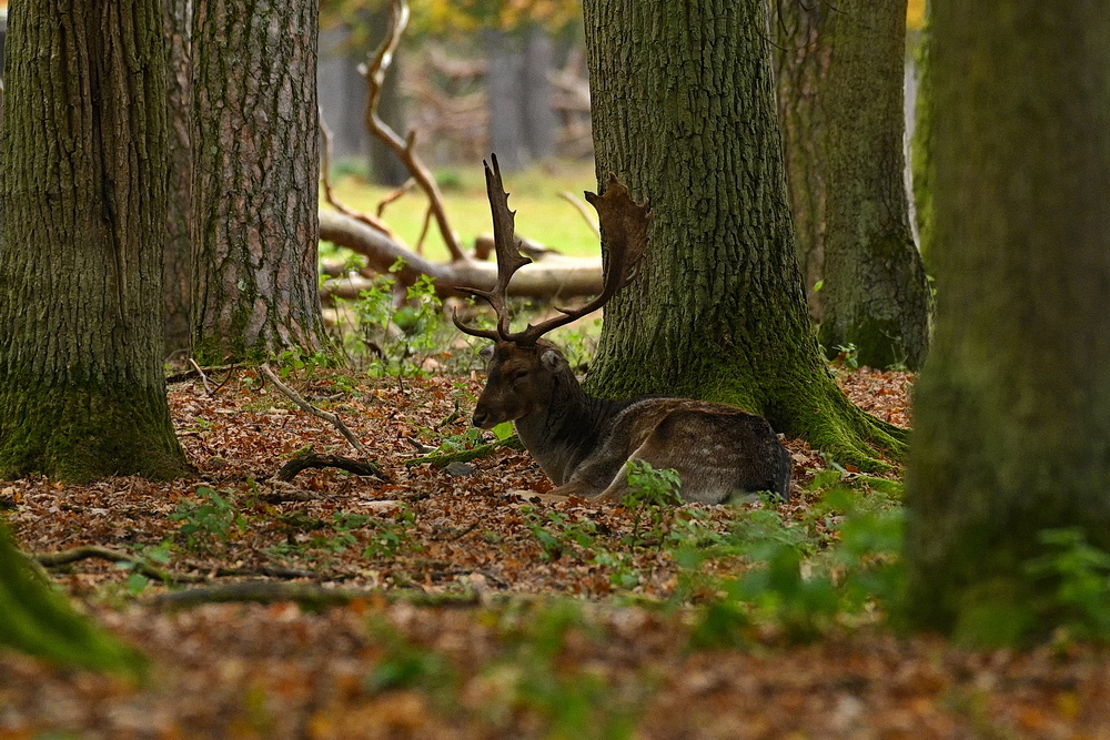 ZSG_2141_nff.JPG