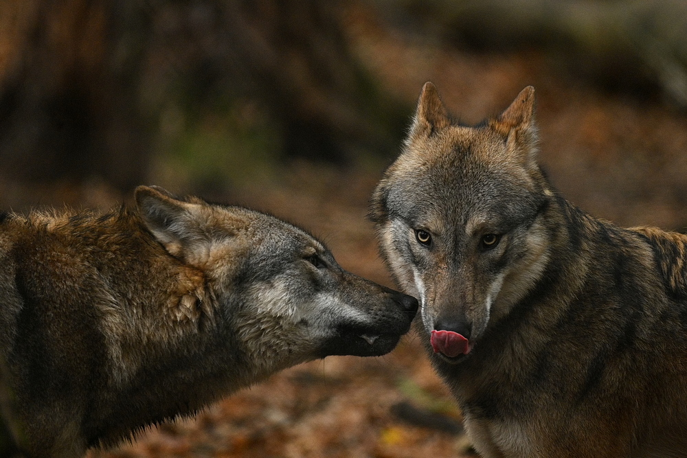 ZSG_2186_nff.JPG