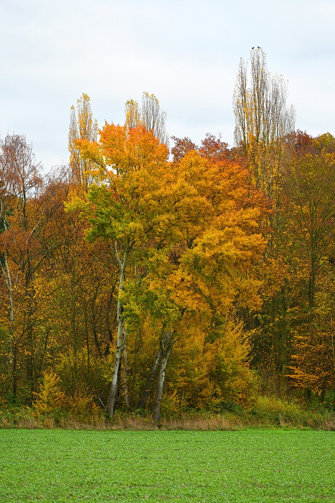 ZSG_2330_1_nff.JPG