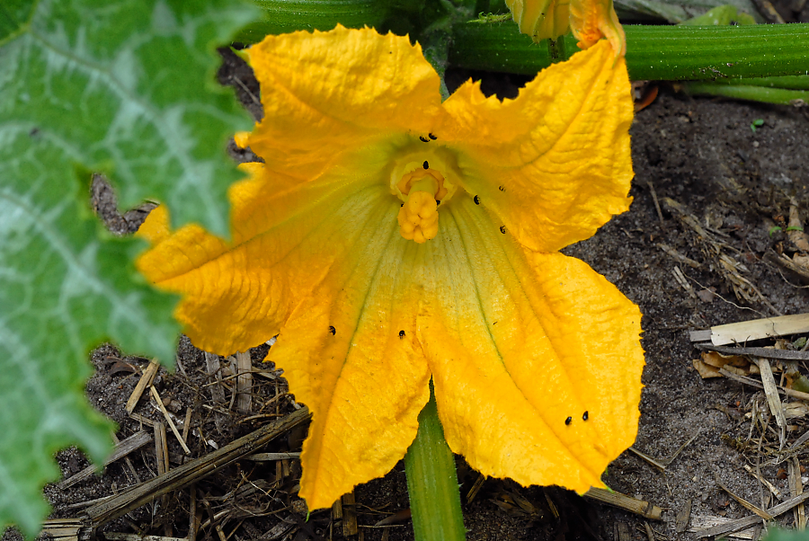 Zucchiniblüte.jpg