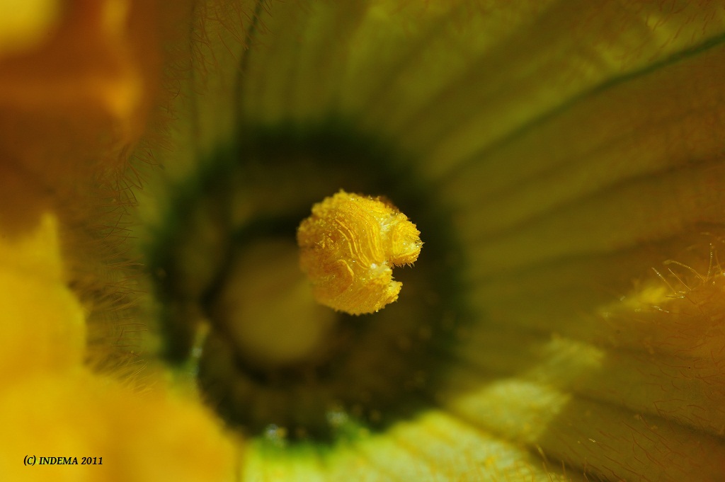 Zucciniblüte 09-07-2011_MIB4158
