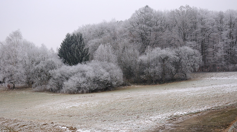 Zuckerbäckerwald1