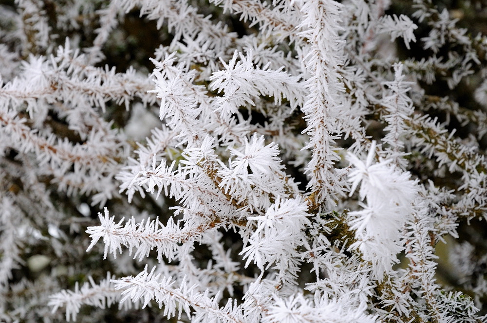 Zuckerbäckerwald3
