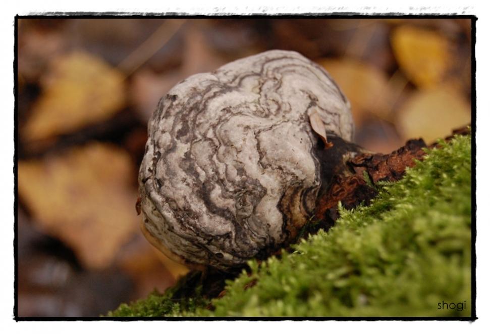 zunderpilz