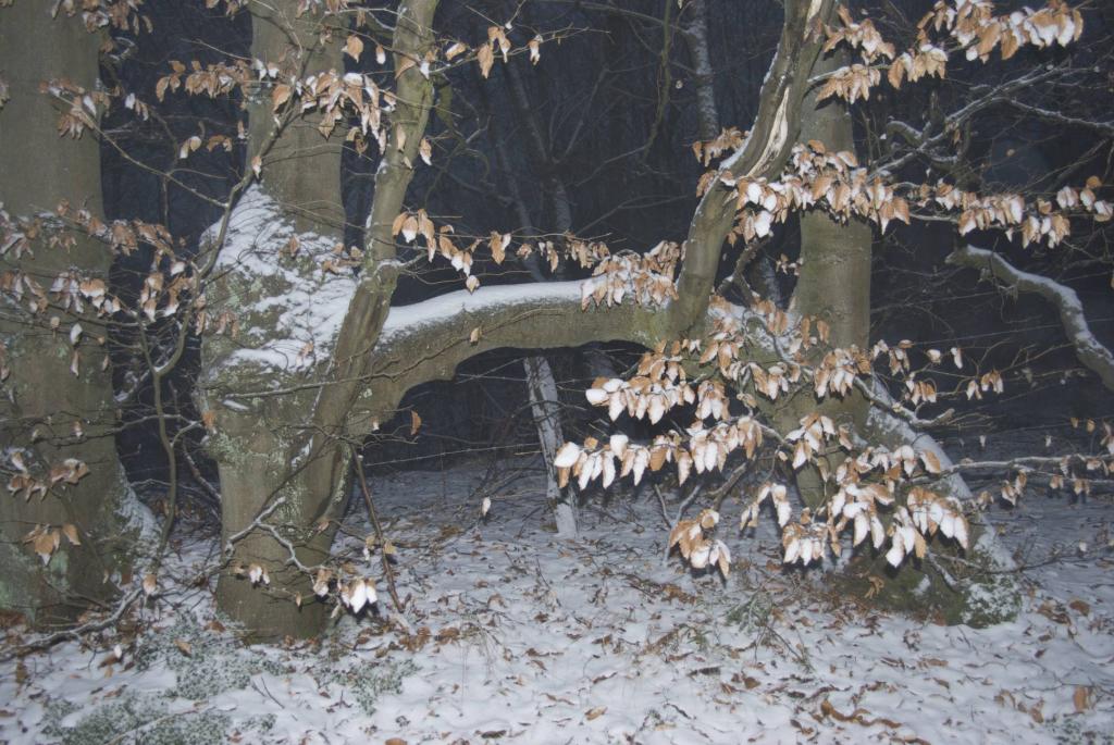 Zusammengewachsen und eine Brücke.
2 Bäume = 1 Baum?