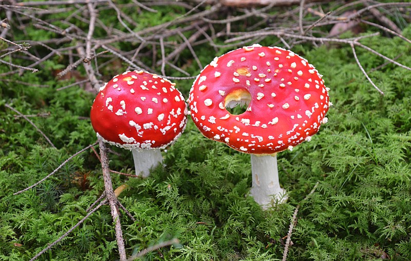 zwei fliegenpilze
