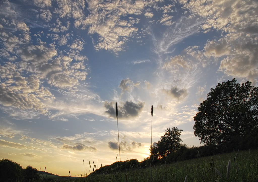 zwei halme in der abendsonne