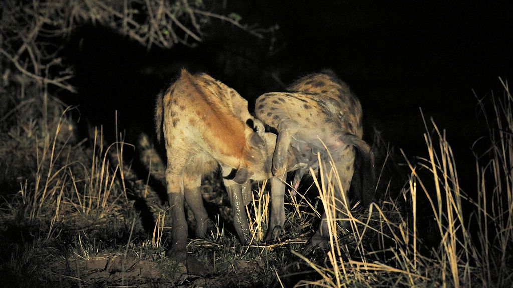 Zwei Hyänen lecken sich gegenseitig ihren eregierten Penis.
South Luangwa
7637