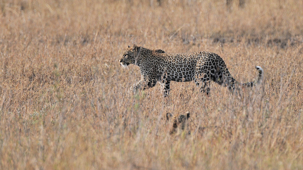 Zwei Leoparden
Seronera, Serengeti
4669
