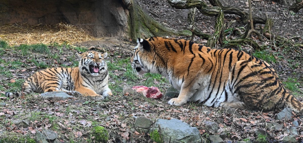 Zwei Tiger 1.jpg