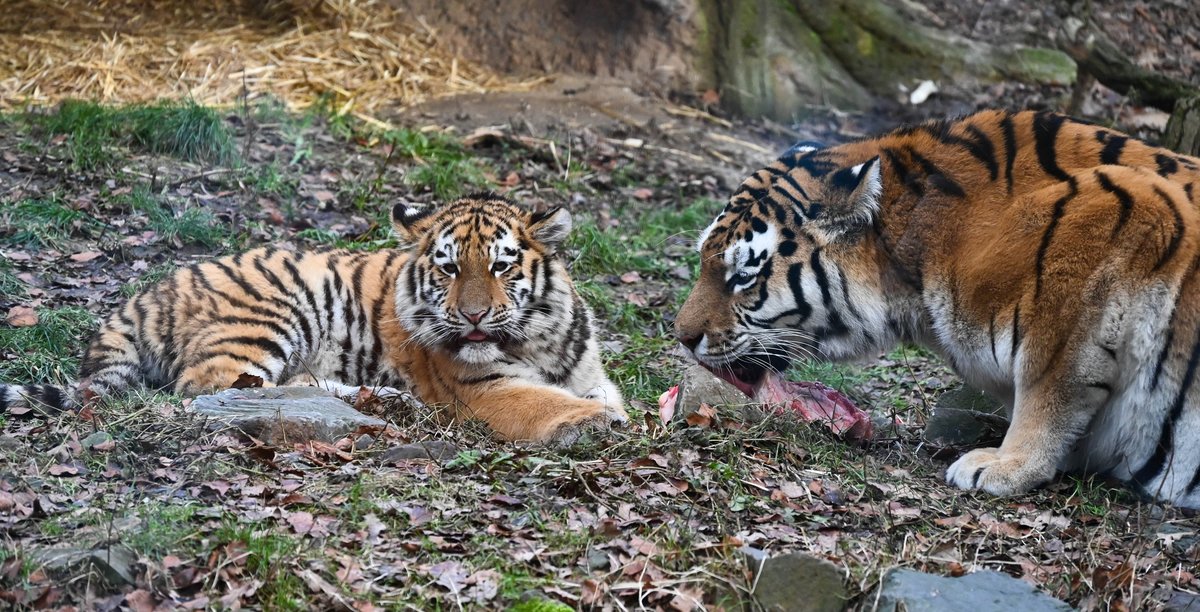 Zwei Tiger 2.jpg