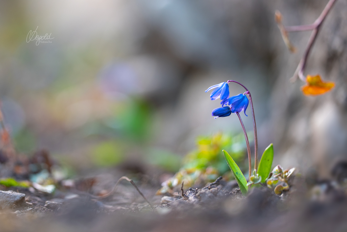 Zweiblättrige Blaustern (Scilla bifolia)