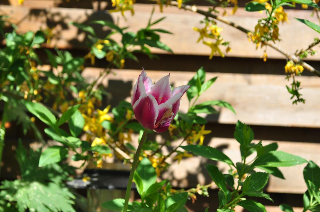 zweifarbige Tulpe
