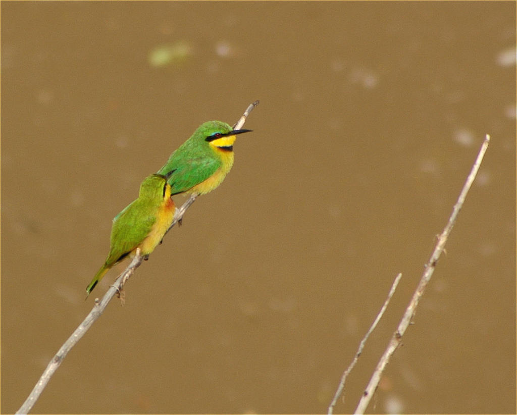 Zwerg Spint ( kl. Bienenfresser )